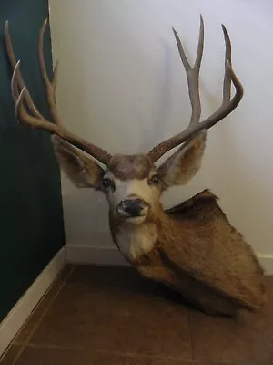 Vintage Game Taxidermy Buck Stag Deer Shoulder Mount (w/out Plaque) • $275