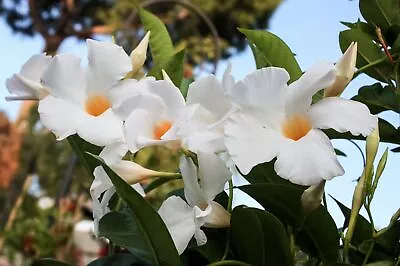 Mandevilla Giant White Flower Starter Plant Lot Of 2 • $12.99