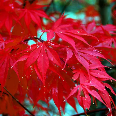 10 Red Japanese Maple Tree Seeds Palmatum Atropurpureum Cold Hardy Bonsai Plant • $6.95