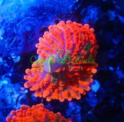 Cornbred's Green Croc Yuma Mushroom - WYSIWYG - Frag - Live Coral • $8.50