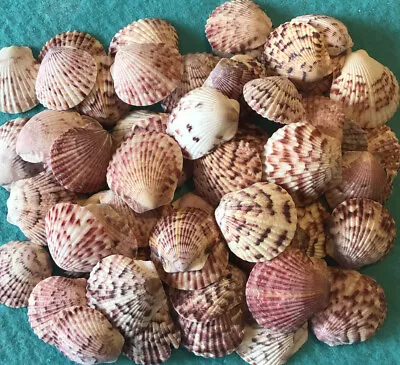 50 Calico Scallop 1 1/4” Seashells Hand Picked Washed & Polished From Sanibel • $14