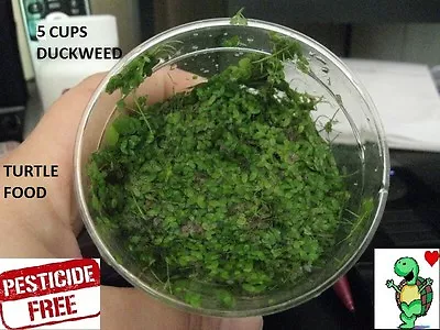 5 Cups Duckweed  Live Plants Turtle Herp Food Organic No Chemicals Tank Raised • $32.99