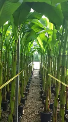 Musa Basjoo Plug Plants X 3- Hardy Japanese Bananas That Grows Huge Leaves • £26.99