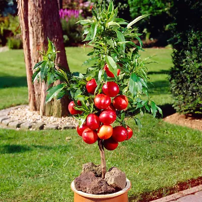 You Garden - Nectarine 'Garden Beauty' Patio Fruit Tree Bare Root • £19.99