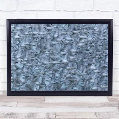 £63.99 • Buy Knot Birds Flock Snettisham Wading Birds Packed Wildlife Wild Wall Art Print