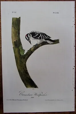 Canadian Woodpecker  Male Audubon 1st Edition 1840 Hand Colored  Litho J.t.bowen • $79.95