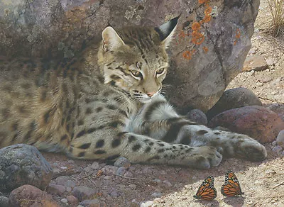 Carl Brenders OFF LIMITS-BOBCAT Art Print Monarch Butterflies • $165