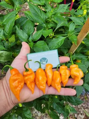 HABANADA Pepper Seeds Sweet & Fruity NO Heat Habanero Highly Productive • $3.95