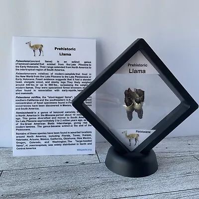 Prehistoric Llama Tooth Fossil In Display Case • $15.99