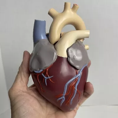 Vintage Model Human Heart 1959 Merck & Co. • $40