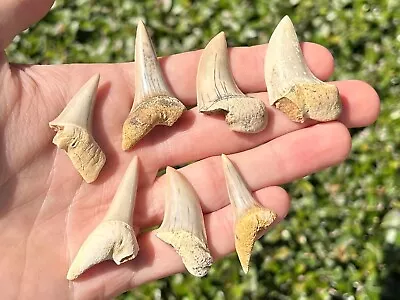 Bakersfield Fossil Mako Shark Teeth LOT OF 7 California Miocene Megalodon Age • $29.99