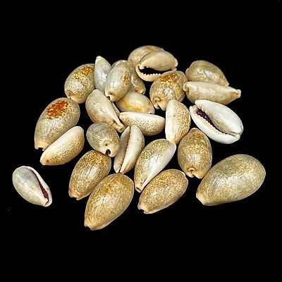 25 X Cowrie Wondering Craft Seashells 20mm-30mm • £1.99