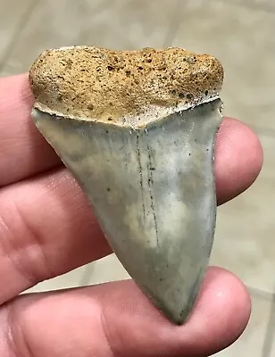 GORGEOUSLY PLUMP - S.W. FL. LAND FIND - 2.38” X 1.54” Mako Shark Tooth Fossil • $62