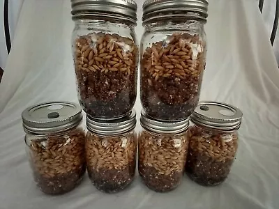 6 PINT Mushroom Jars READY ALL N 1 Sterilized Substrate Grain Grow Fast SHIP [A] • $26.85