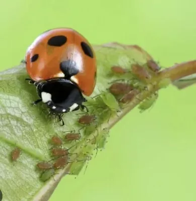 25 X Dragonfli Ladybird Adults - Live Ladybirds To Control Aphids • £19.99