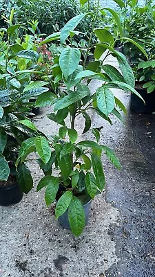 X30 Cherry Laurel Hedging Plants 2-3ft Evergreen Prunus Rotundifolia In 3L Pots • £250