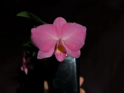 Laelia Alaorii X Sophronitis Wittigiana Miniature Cattleya Orchid • $23