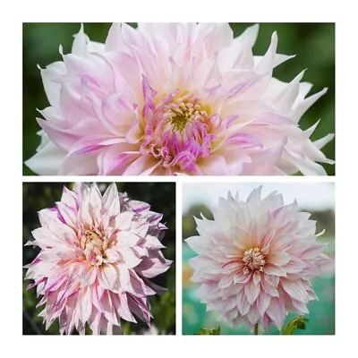 Decorative Dahlia Café Au Lait Twist Tubers. Pink Cream Summer Flowers. • £35.95