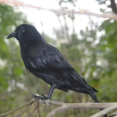 6Pcs Halloween Crow Black Birds Raven Fancy Dress Prop Scary Party Home Decor • £9.59