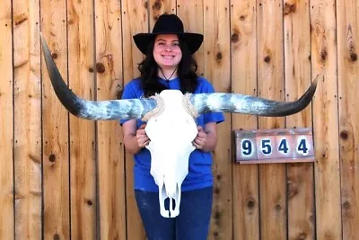 Real Steer Skull Art!! Polished Long Horns Mounted 3' 5  Cow Bull Longhorn H9544 • $23