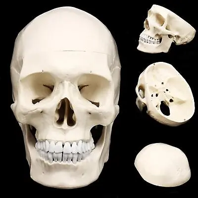 3 Parts Human Anatomical Anatomy Skull Head Model 1:1 Bone Teaching Model • $28.23