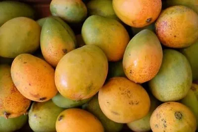 Grafted Pickering Mango Live Mango Tree In 3 Gallon Pot • $105