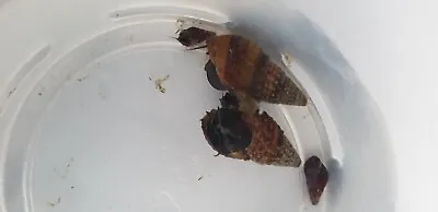 6 Malaysian Trumpet Snails Various Sizes • £0.99