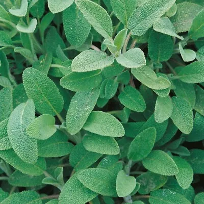 Sage Seeds - 50 Fresh Sage Garden Herb Seeds For Grow Plant Indoors Outdoors UK • £2.15