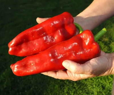 30 Giant Marconi Sweet Pepper Seeds • $2.95