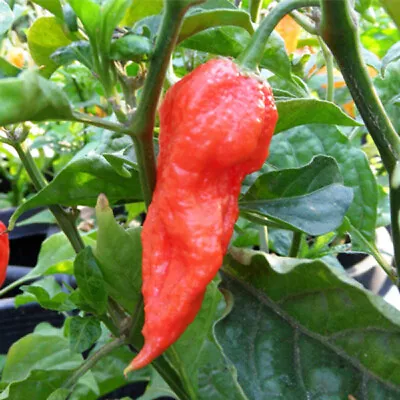 Ghost Pepper Seeds - 100 Bhut Jolokia Seeds To Grow Ghost Chili  Plants • £12.82