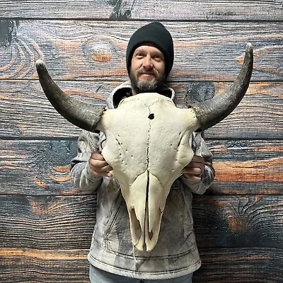 XXL Bull Buffalo Bison Skull Male Horn Animal Mount Western Unique Cabin Decor • $300