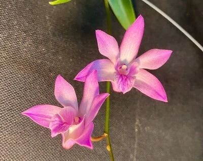 $11 • Buy Aust Native Hybrid Mericloned Orchid Dendrobium Esme Poulton  Gordon 