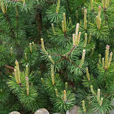 Pinus Mugo Mughus Compact Hardy Evergreen Garden Pine Conifer Shrub • £9.99