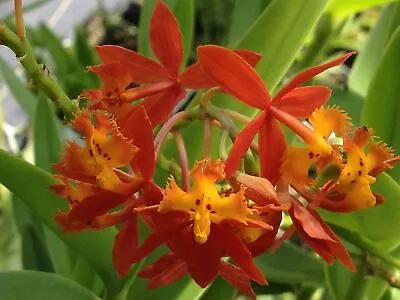POOR MANS Reed Stem Orchid Ground Cover Tropical Plant Epidendrum Orange Flower • $29.99