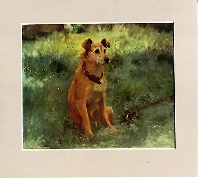 Lucy Kemp - Welsh ~ Irish Terrier ~ Colour Print Genuine Vintage 1931 • $11.35