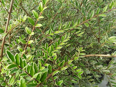£7.95 • Buy Lonicera Nitida Silver Beauty Shrubby Honeysuckle Low Hedging 9cm & 17cm Pot