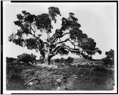 Abraham's Oakhistoric TreesplantsfaithBiblical SitesHebronF Bonfils1870 • $9.99