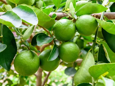 Fresh Lime Tree  Seeds 20 Ceylon Organic Outdoor Planting Herb Fruit  NON _GMO • £7.01