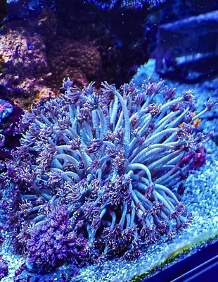 Spider-Man Goniopora Coral Marine Frag Lps Not Sps Soft Zoa Jelly Bean Coral • £45