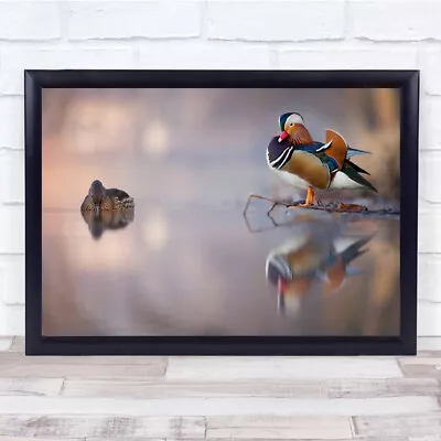 Mandarin Duck Standing On Branch By Lake Wall Art Print • £7.99