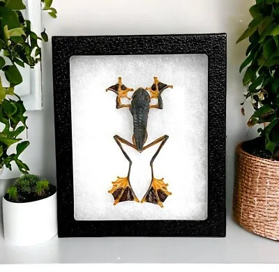 Framed Mummified Rhacophorus Reinwardti Black Webbed Tree Frog Insect Butterfly • $35