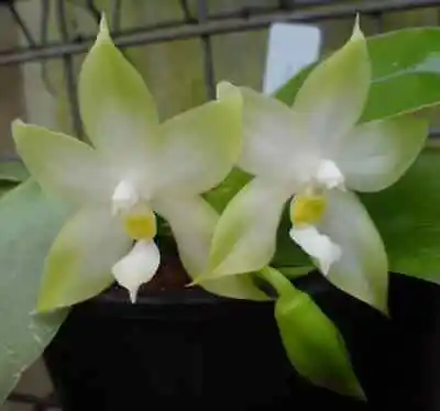 $69 • Buy MOS. Orchid Species Phalaenopsis Violacea 'Alba Form'