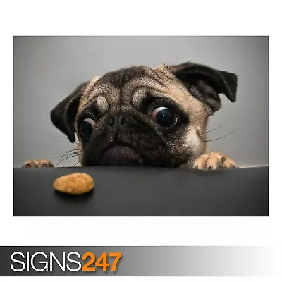 £1.10 • Buy CRAZY PUG (3435) Animal Poster - Photo Picture Poster Print Art A0 A1 A2 A3 A4