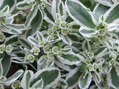 £2.49 • Buy Euphorbia Marginata Snow Top 25 Seeds - Eye Catching, Autumn Blooms,Easy To Grow