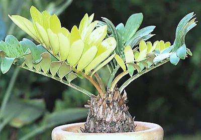 CARDBOARD Palm  Zamia Furfuracea Sago Cycad Plant  Tree Mexican Seed  100 Seeds • $24.99