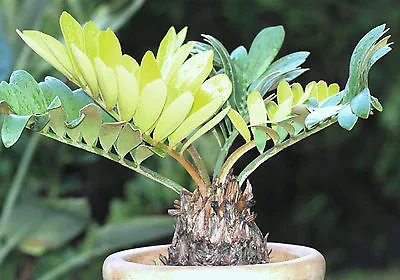 Zamia Furfuracea CARDBOARD Palm Sago Cycad Plant  Tree Mexican Seed - 10 Seeds • $8.99