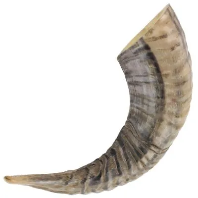 Natural Ram Horn Paperweight Decorative Home Décor 10-12 Inches - Novelty Gift • $13.15