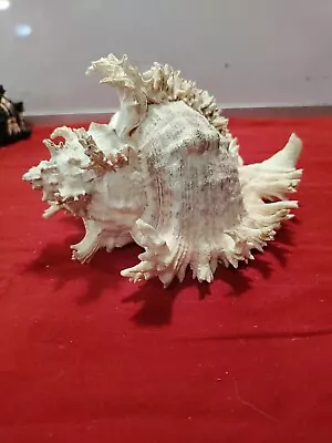Lrg Natural Exotic Conch Sea Shell Murex Chicorcus Ramosus 7 X 5 X 4 • $20
