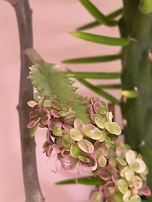 Kalanchoe Delagoensis X Daigremontiana Pink Butterflies 15x Plantlets • £5