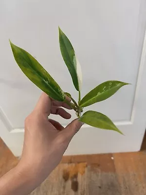 Philodendron Wend Imbe Variegated No Monstera • $52